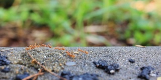高清:红蚂蚁行走。