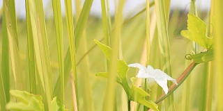 高清摄影车:风中草上的白花。