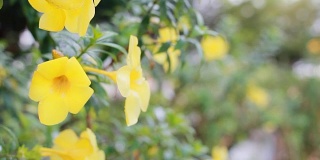 高清摄影车:春天的背景与美丽的黄色花朵