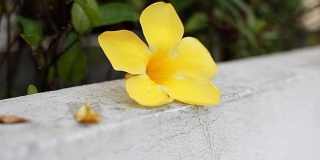 高清多莉:黄色的花。