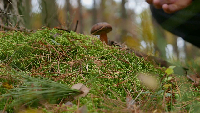 森林苔藓蘑菇