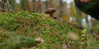 森林苔藓蘑菇