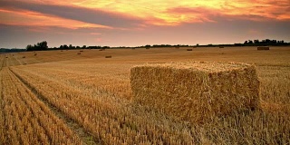 日落时分小麦捆的美丽抓拍