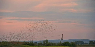 湖上的鸟群