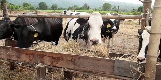 泰国农村当地农场的牛在吃稻草。