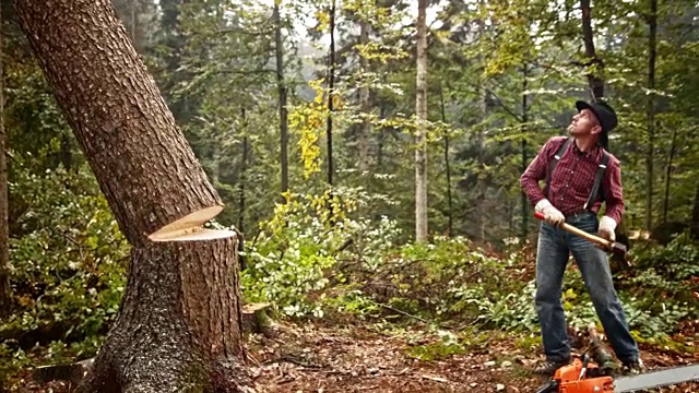 伐木工人拿着斧头看着一棵树倒下