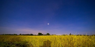 夜晚的天空和稻田