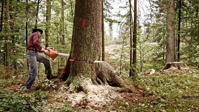 伐木工人准备用楔子砍倒一棵树