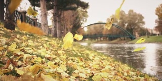 秋叶落在河畔