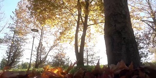秋天的城市公园里一片落叶