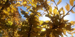 秋叶间的阳光