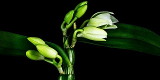 盛开的白色兰花