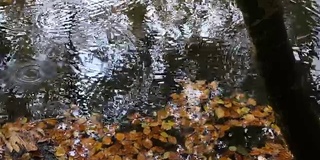 在多雾的天气里，雨滴落在湖面上