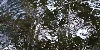 在多雾的天气里，雨滴落在湖面上