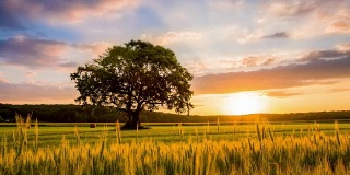 日出时分，麦子中间的一棵孤树
