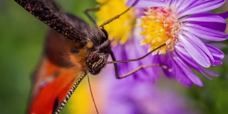 微距拍摄的孔雀蝴蝶收集花粉-慢镜头