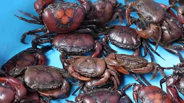 许多稻田螃蟹在搪瓷器皿中爬行。