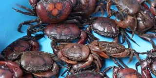 许多稻田螃蟹在搪瓷器皿中爬行。