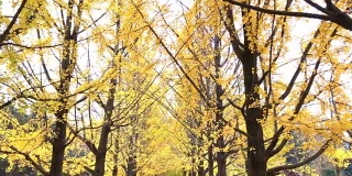 宁静的黄色银杏林，南道南道，韩国。