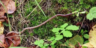 长长的蚯蚓在苔藓上爬行