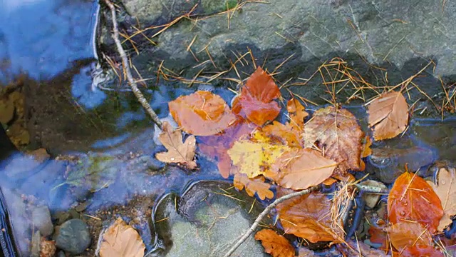 特写秋叶在水中