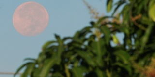 早晨树上的大月亮