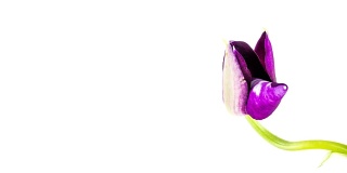 紫色的兰花开
