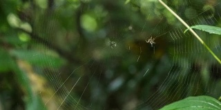 蜘蛛在织网，延时拍摄。
