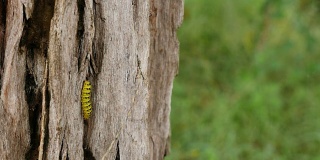 蠕虫在泰国森林的树上行走。