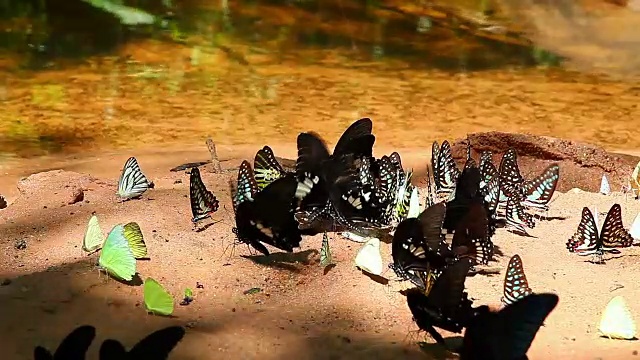 一群蝴蝶围绕着森林中的池塘