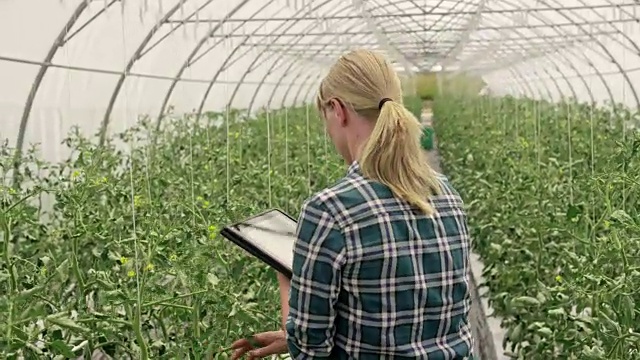 女农民在温室里用药片检查番茄的生长过程
