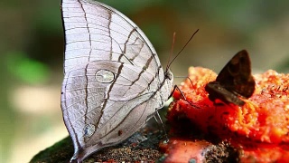 这是一只蝴蝶正在用水果喝水的微距镜头视频素材模板下载