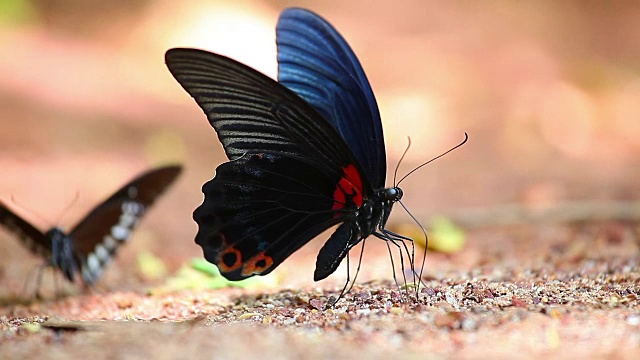 这是一只蝴蝶正在用水果喝水的微距镜头