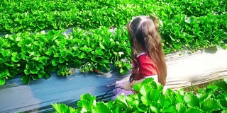 小女孩摘草莓吃