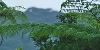 El Yunque国家森林，波多黎各