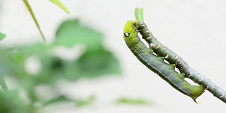 一条绿色的毛虫正在吃植物。