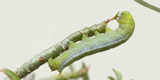 一条绿色的毛毛虫挂在树枝上，正在排泄粪便。