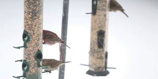 鸟类在冬天喂养，吃种子