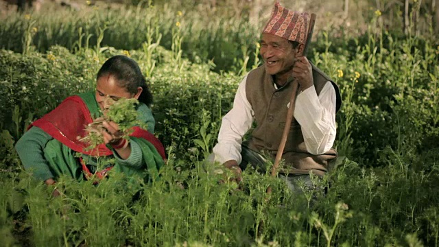快乐的尼泊尔农民夫妇在他们的农场。
