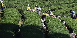 泰国人在高地种植园收获绿茶