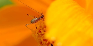蟋蟀吃花。