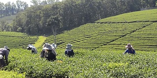 泰国农民在泰国高地种植园采摘茶叶