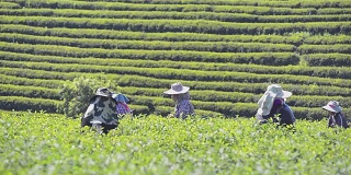 来自泰国的农民在茶园采集茶叶