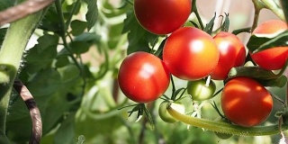 新鲜成熟的红番茄在温室录像