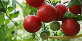新鲜成熟的红番茄在温室录像