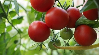 新鲜成熟的红番茄在温室录像视频素材模板下载