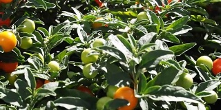 新鲜成熟和未成熟的樱桃西红柿在花园里录像