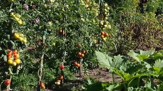 新鲜成熟和未成熟的西红柿在花园里录像视频素材模板下载