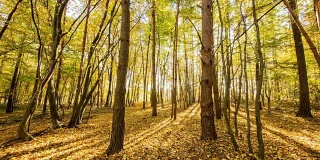 T/L 8K拍摄的秋天森林日出