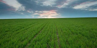 T/L 8K云景拍摄于小麦幼苗
